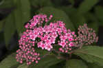 Japanese spiraea